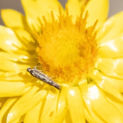 Epermenia exilis (Shark Moth (family Epermeniidae)) at Bluett's Block (BBL) - 18 Nov 2023 by SWishart