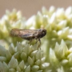 Cicadellidae (family) (Unidentified leafhopper) at Bluett's Block (BBL) - 18 Nov 2023 by SWishart