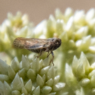 Cicadellidae (family) (Unidentified leafhopper) at Denman Prospect 2 Estate Deferred Area (Block 12) - 18 Nov 2023 by SWishart