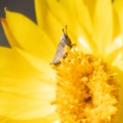 Acrididae sp. (family) (Unidentified Grasshopper) at Denman Prospect 2 Estate Deferred Area (Block 12) - 18 Nov 2023 by SWishart