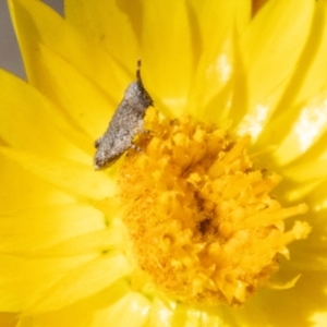 Acrididae sp. (family) at Bluett's Block (BBL) - 19 Nov 2023 10:25 AM