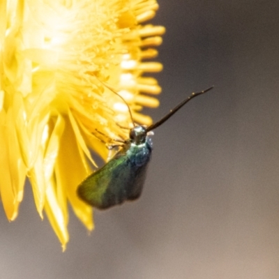 Pollanisus (genus) (A Forester Moth) at Bluett's Block (BBL) - 18 Nov 2023 by SWishart