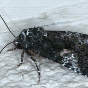 Aedia leucomelas acronyctoides at Ainslie, ACT - 31 Dec 2022