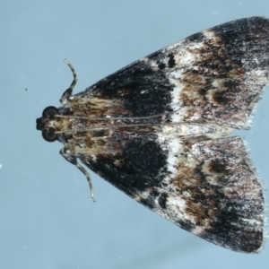 Orthaga thyrisalis at Ainslie, ACT - 31 Dec 2022