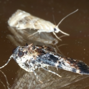 Orthaga thyrisalis at Ainslie, ACT - 31 Dec 2022