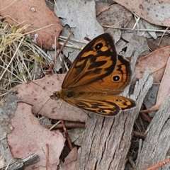 Heteronympha merope (Common Brown Butterfly) at Lyneham, ACT - 26 Nov 2023 by MPhillips