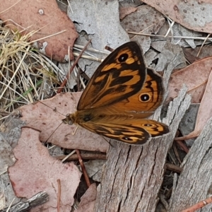 Heteronympha merope at Magpie Hill Park, Lyneham - 26 Nov 2023