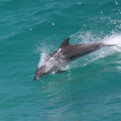 Tursiops truncatus (Bottlenose Dolphin) at Point Lookout, QLD - 14 Nov 2023 by TimL