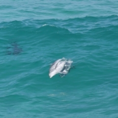 Tursiops truncatus (Bottlenose Dolphin) at Point Lookout, QLD - 14 Nov 2023 by TimL