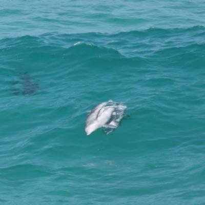 Tursiops truncatus (Bottlenose Dolphin) at Point Lookout, QLD - 14 Nov 2023 by TimL