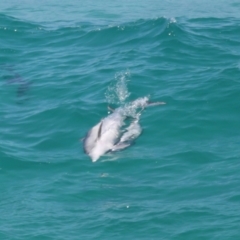 Tursiops truncatus at Point Lookout, QLD - 14 Nov 2023 01:20 PM