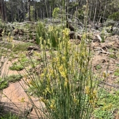 Juncus (genus) (A Rush) at Tallaganda State Forest - 26 Nov 2023 by courtneyb