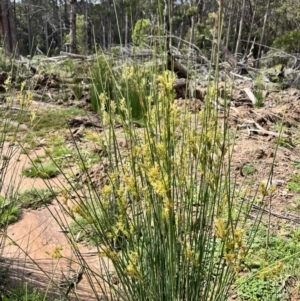 Juncus sp. at Tallaganda State Forest - 26 Nov 2023