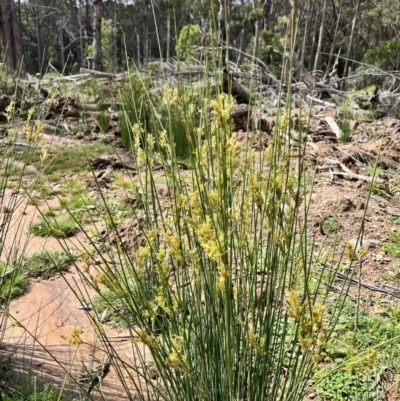 Juncus (genus) (A Rush) at Tallaganda State Forest - 26 Nov 2023 by courtneyb