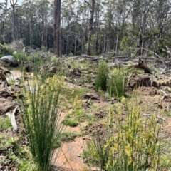 Juncus sp. at Tallaganda State Forest - 26 Nov 2023