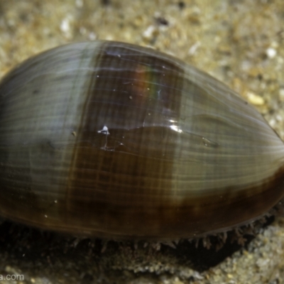 Unidentified Sea Snail or Limpet (Gastropoda) at Narooma, NSW - 16 Sep 2023 by BIrdsinCanberra