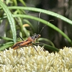 Gminatus australis at Red Hill NR (RED) - 26 Nov 2023