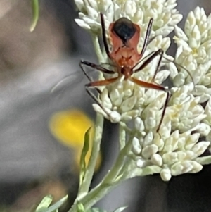 Gminatus australis at Red Hill NR (RED) - 26 Nov 2023