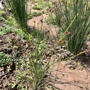 Juncus sp. at QPRC LGA - 26 Nov 2023