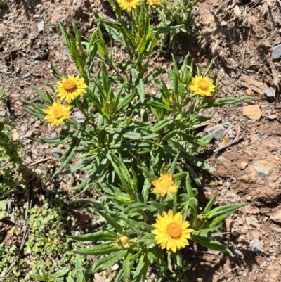 Xerochrysum bracteatum (Golden Everlasting) at Kindervale, NSW - 25 Nov 2023 by courtneyb