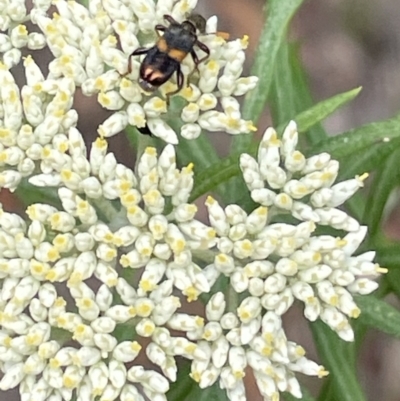 Eleale pulchra (Clerid beetle) at Red Hill NR (RED) - 26 Nov 2023 by JamonSmallgoods