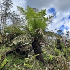 Dicksonia antarctica (Soft Treefern) at Tallaganda State Forest - 26 Nov 2023 by courtneyb