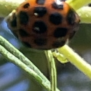 Harmonia conformis at Red Hill NR (RED) - 26 Nov 2023 12:35 PM