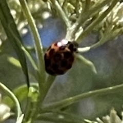 Harmonia conformis at Red Hill NR (RED) - 26 Nov 2023 12:35 PM