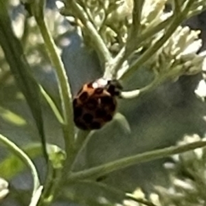 Harmonia conformis at Red Hill NR (RED) - 26 Nov 2023 12:35 PM