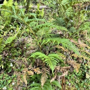 Pteridium esculentum at Tallaganda State Forest - 26 Nov 2023