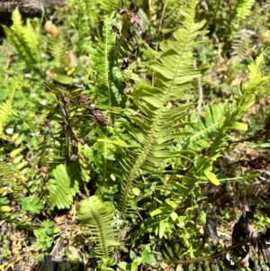 Blechnum nudum at Tallaganda State Forest - 26 Nov 2023