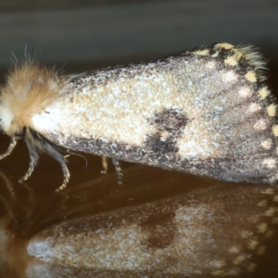 Epicoma contristis (Yellow-spotted Epicoma Moth) at Ainslie, ACT - 31 Dec 2022 by jb2602