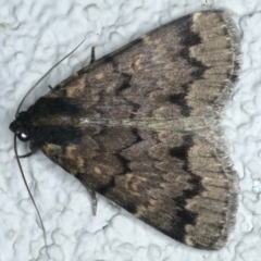 Mormoscopa phricozona (A Herminiid Moth) at Ainslie, ACT - 31 Dec 2022 by jb2602