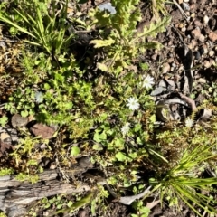 Stellaria pungens (Prickly Starwort) at Kindervale, NSW - 25 Nov 2023 by courtneyb