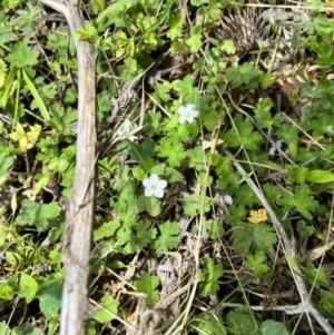 Geranium potentilloides var. potentilloides at QPRC LGA - 26 Nov 2023