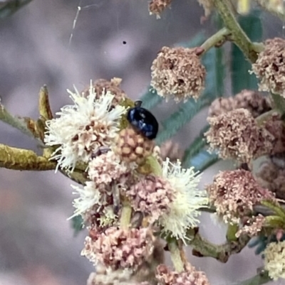 Chrysomelidae sp. (family) (Unidentified Leaf Beetle) at Red Hill NR (RED) - 26 Nov 2023 by JamonSmallgoods