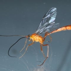 Leptophion yampus (An Ophioninae parasitic wasp) at Ainslie, ACT - 31 Dec 2022 by jb2602