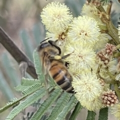 Apis mellifera (European honey bee) at Red Hill NR (RED) - 26 Nov 2023 by JamonSmallgoods
