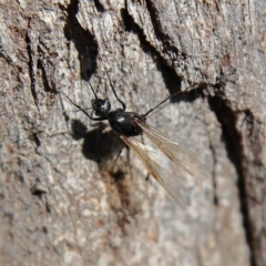 Formicidae (family) (Unidentified ant) at Higgins Woodland - 25 Nov 2023 by Trevor