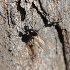 Formicidae (family) (Unidentified ant) at Higgins, ACT - 25 Nov 2023 by Trevor