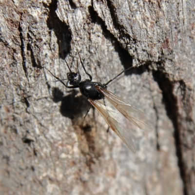 Formicidae (family) (Unidentified ant) at Higgins Woodland - 25 Nov 2023 by Trevor