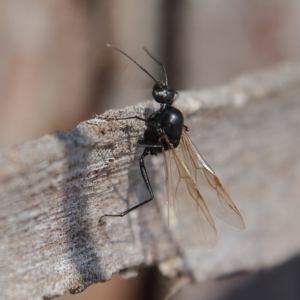 Formicidae (family) at Higgins Woodland - 26 Nov 2023 08:54 AM