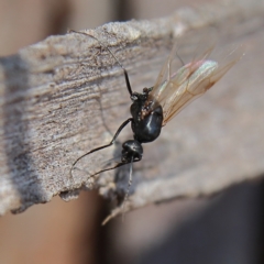 Formicidae (family) at Higgins Woodland - 26 Nov 2023 08:54 AM