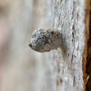 Eucalyptus insect gall at Aranda, ACT - 25 Nov 2023 03:02 PM