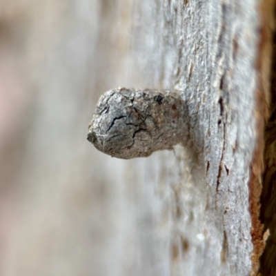 Eucalyptus insect gall at Aranda, ACT - 25 Nov 2023 by KMcCue