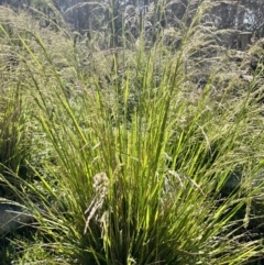 Poa helmsii (Broad-leaved Snow Grass) at Tallaganda State Forest - 26 Nov 2023 by courtneyb