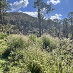 Poa helmsii at Tallaganda State Forest - 26 Nov 2023