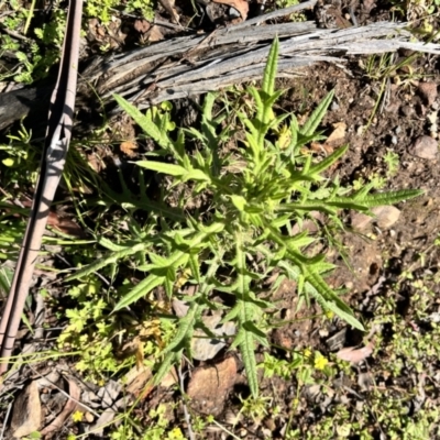 Cirsium vulgare (Spear Thistle) at Tallaganda State Forest - 26 Nov 2023 by courtneyb