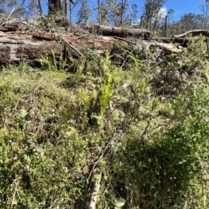 Cirsium vulgare at Tallaganda State Forest - 26 Nov 2023