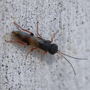 Megalyra sp. (genus) at Higgins Woodland - 26 Nov 2023 08:40 AM